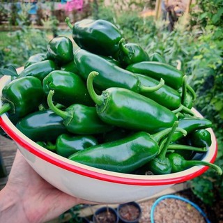 HẠT GIỐNG ỚT JALAPENO NHẬP KHẨU MỸ
