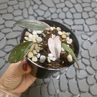Trầu bà công chúa hồng pink princess cây nhỏ var đẹp hồng nhiều