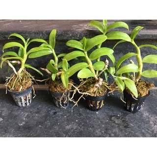 Lan trầm rồng đỏ giống ( Den Nestor)