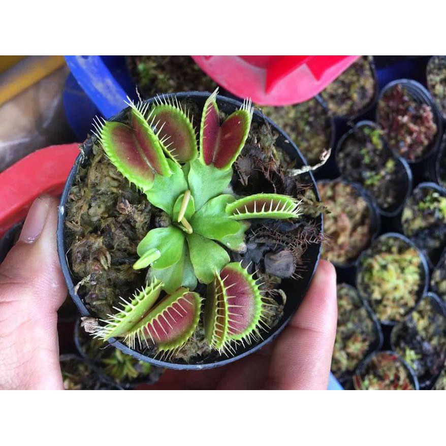 Hạt Giống Cây Ăn Thịt - 10 Hạt / Gói
