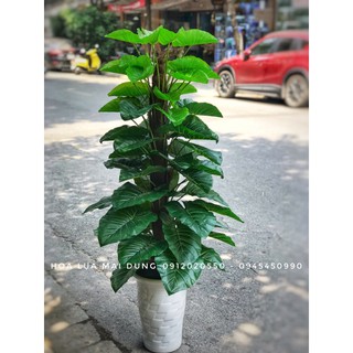 Cây trầu bà nhân tạo, cây trầu bà giả