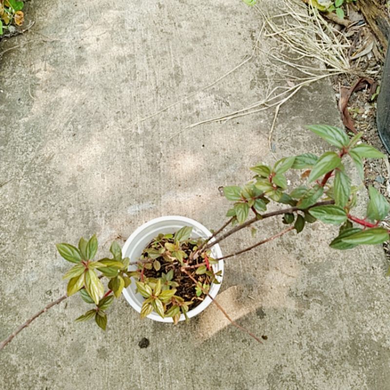 cây thuốc dòi