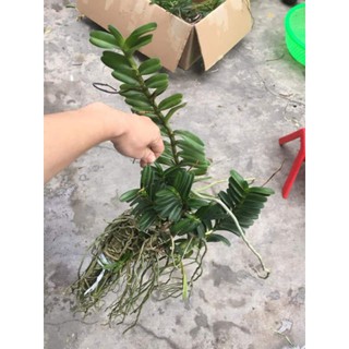 Hoa phong lan cù lao minh
