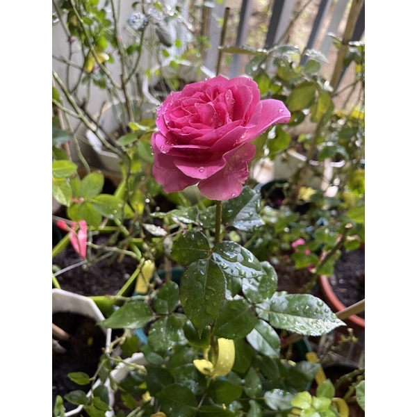 Hoa Hồng lafont thơm mạnh phom to