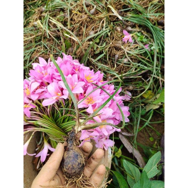 Huệ mưa Hồng khủng bông to 1kg (siêu rẻ)