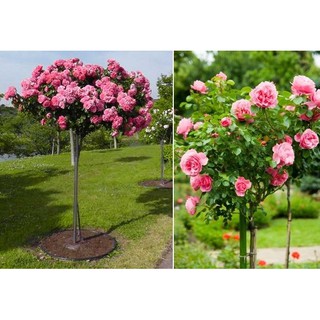 Hạt giống Hoa hồng cây (hồng thân gỗ)