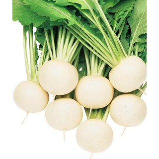 Hạt giống Củ cải trắng tròn