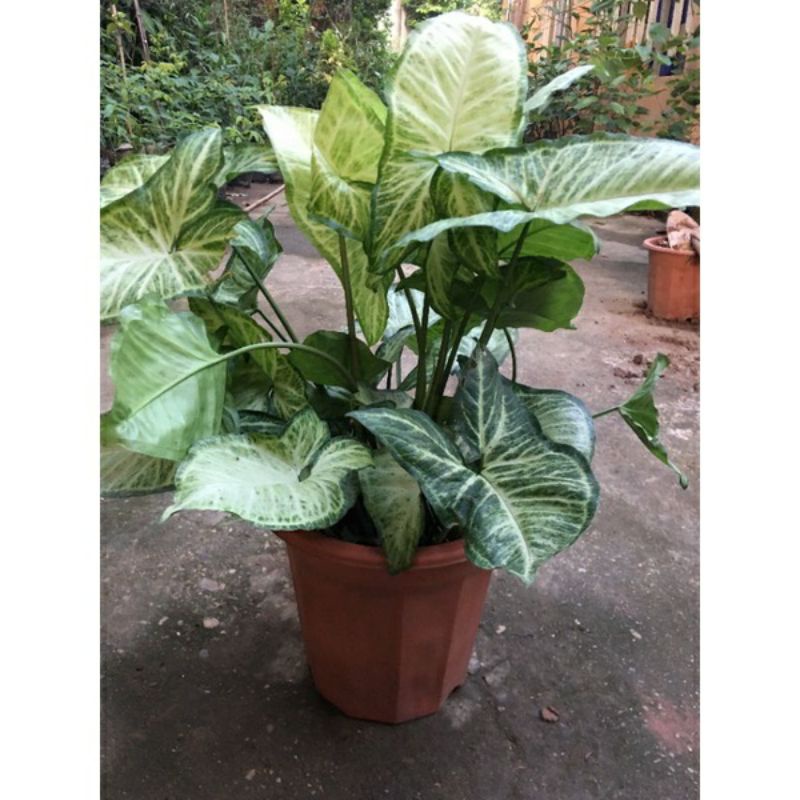 🍀Cây trầu bà lá trắng, cây Tróc bạc