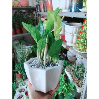 Chậu cây kim tiền thái mẫu để bàn