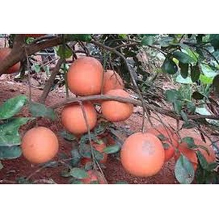 Cây Bưởi Đỏ Tân Lạc Giống ghép
