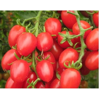 100 hạt giống cà chua chery đỏ, cà chua chuỗi ngọc, giống khỏe, dễ trồng, quả sai