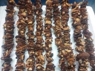 Nấm hương rừng