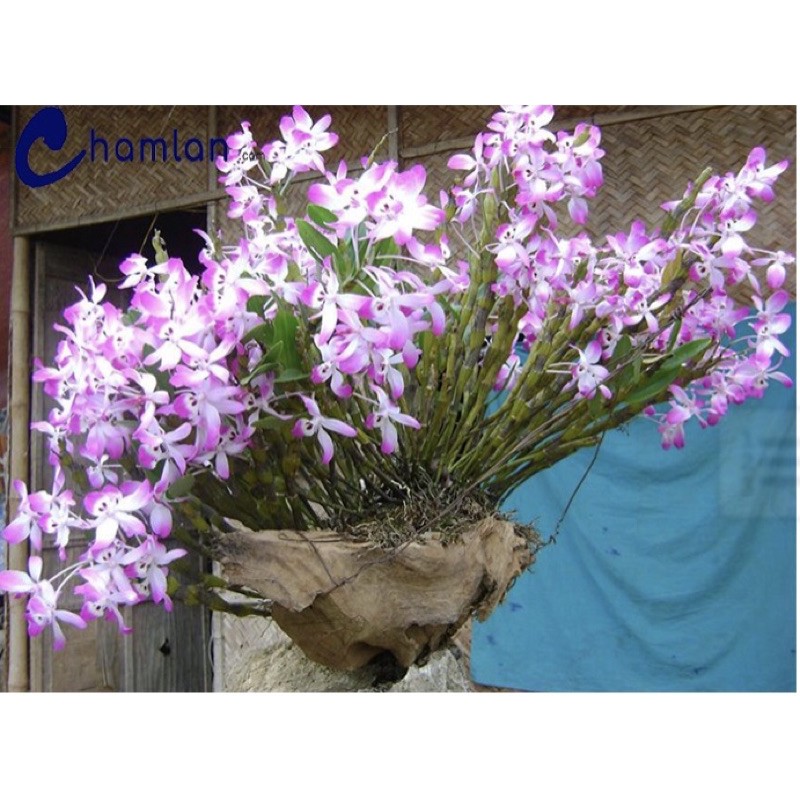 Lan đùi gà - dòng lan đẹp rực rỡ không thể thiếu trong bộ sưu tập lan rừng