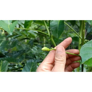 Cây giống Trám Trắng