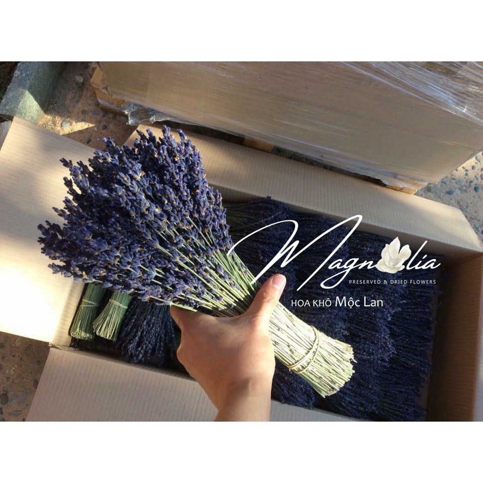 Hoa khô Lavender ❤️FREESHIP❤️ True Lavender hoa khô thuần chủng Pháp, tím than siêu đẹp, ít rụng