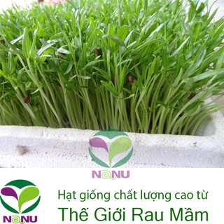 Hạt giống rau mầm rau muống Indo - 1Kg_ Thế Giới Rau Mầm_thegioiraumam.com
