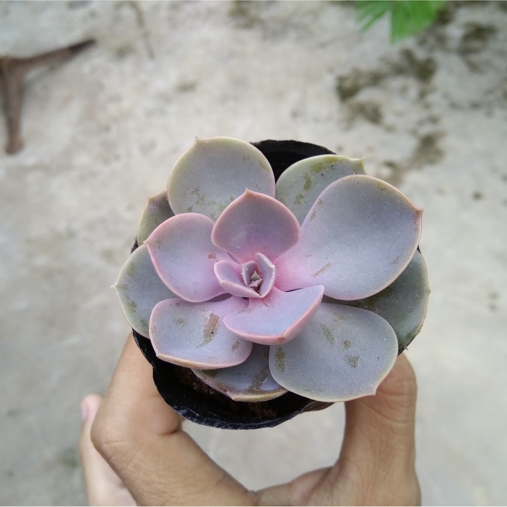 Sen đá hồng dâu - size nhỏ