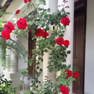 Hoa Hồng leo Cổ Hải Phòng