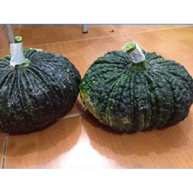 Phân Bón Tạo Mầm Hoa Cực Mạnh Micro - Green 16-31-16 +Te Lọ 100Gr