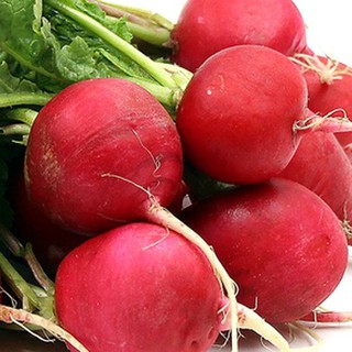 Hạt giống củ cải đỏ khổng lồ