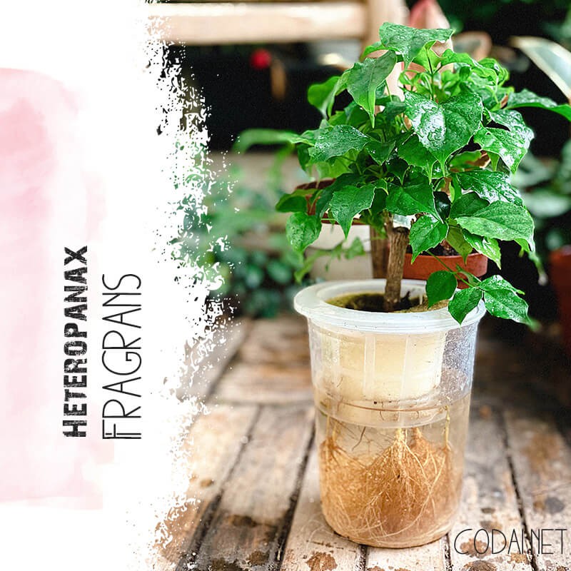 Cây Heteropanax fragrans (Cây Hạnh Phúc) kèm chậu thuỷ canh 2 lớp không đất, không cần tưới