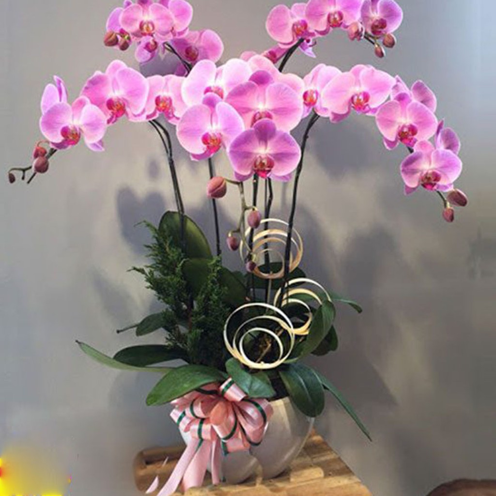 LAN HỒ ĐIỆP CỐC