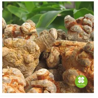 200G Củ Tam Thất Bắc khô - Tác dụng bồi bổ cơ thể, tăng cường sức khỏe - JD072 cutamthatbatkho