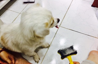 LƯỢC CHẢI LÔNG CHÓ MÈO - BÀN CHẢI LÔNG