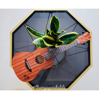 Đàn ukulele concert cỏ 4 lá-Tặng đủ phụ kiện bao đàn