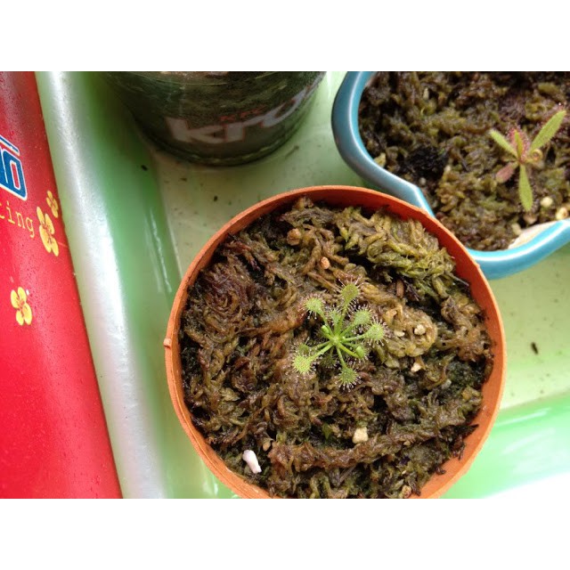 DỚN THÁI LAN - 10Gr/ gói