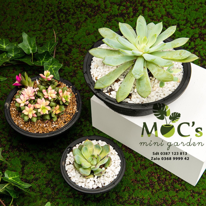 Chậu nhựa miệng tròn cao cấp trồng sen đá, xương rồng | Đen - Trong Suốt | CNT04 | 3 kích thước || mocminigarden
