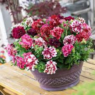 Gói 100 hạt giống hoa dạ yến thảo kép nhiều màu