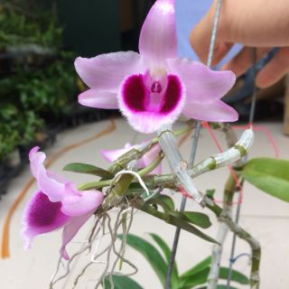 PHI ĐIỆP RỒNG LỬA ( Cây Giống )