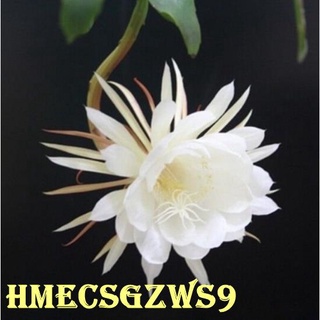 hạt giống hoa quỳnh 20h