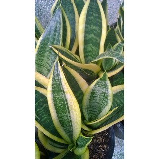 Lưỡi hổ thái- 3 cây 1 chậu