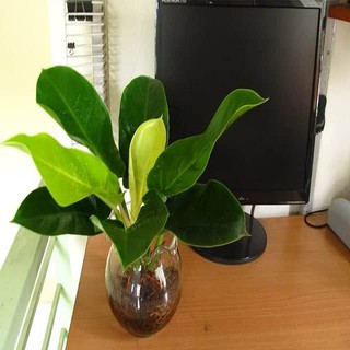 Cây Trầu bà đế vương Thủy sinh
