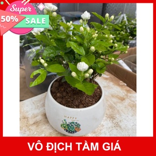Giống Chuẩn Cây hoa nhài thơm đã sẵn hoa