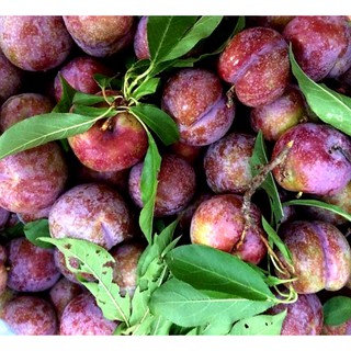 Cây Mận Hậu