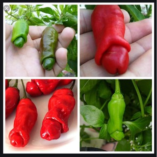 Giống ớt cu tý 30 hạt