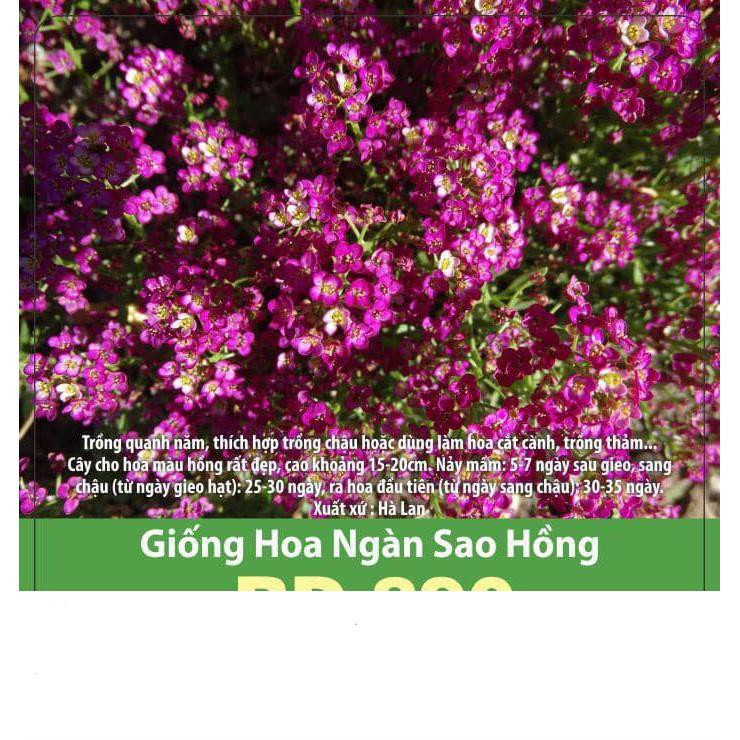 Hạt Giống Hoa Ngàn Sao Tím