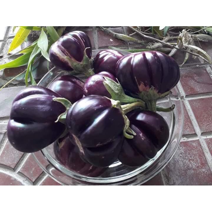 Hạt giống Cà Tím Khía F1 Thái Lan