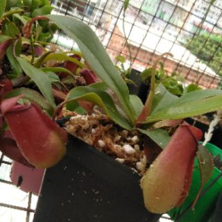 Cây nắp ấm - Nepenthes