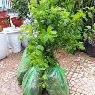 Cây giống mận hậu