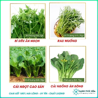 Combo 4 Hạt giống Bí Siêu Ăn Ngọn - Cải Ngọt Cao Sản  - Rau Muống - Cải Ngồng Gói Tiết Kiệm - Trồng Tại Nhà