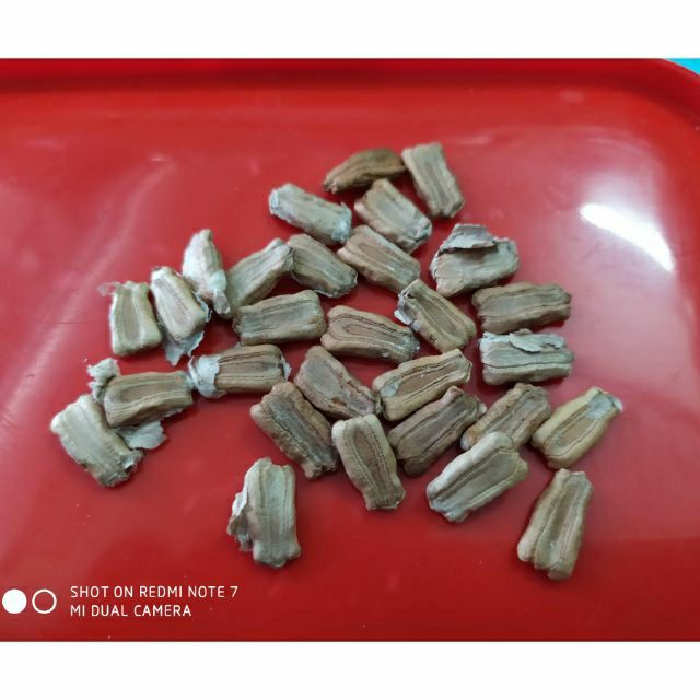 Combo 100 hạt giống bầu hồ lô