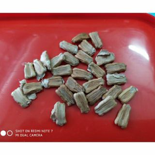 Bộ gói hạt giống Bầu hồ lô