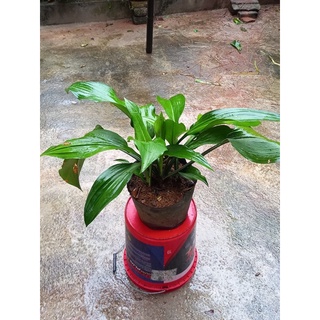 4 củ hoa ngọc trâm (gửi củ như hình 4,5)