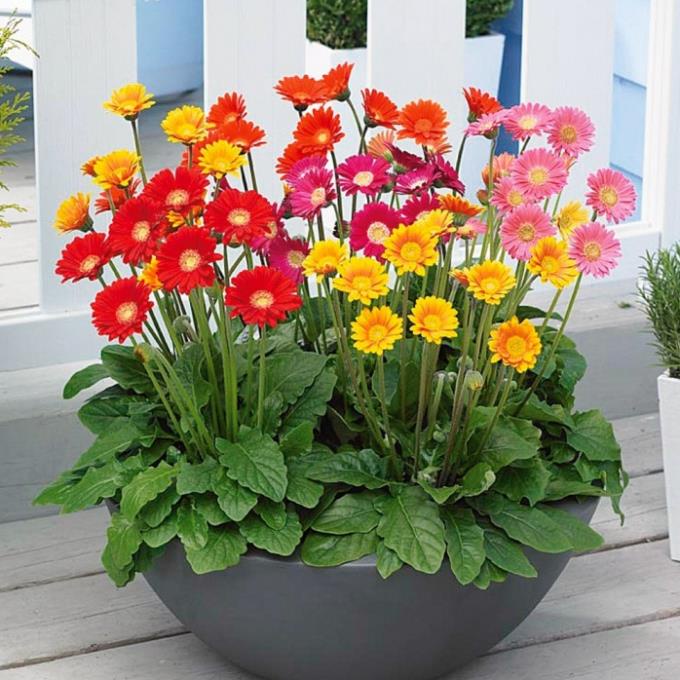 Phân bón Đầu Trâu 6-30-32 TE Plus 100gram kích thích Siêu ra hoa