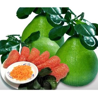 CÂY GIỐNG BƯỞI DA XANH MIỀN BẮC SIÊU NGON SIÊU QUẢ