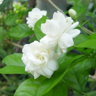Hoa Lài Ta, Lài Tây, Dành Dành
